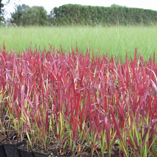Imperata cylindrica Red Baron