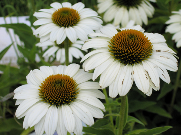 Echinacea purpurea Alba