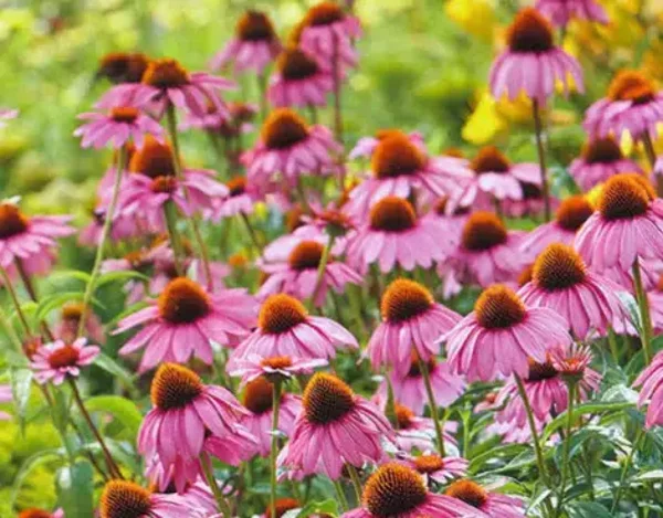 Echinacea purpurea ‘Bright Rose’