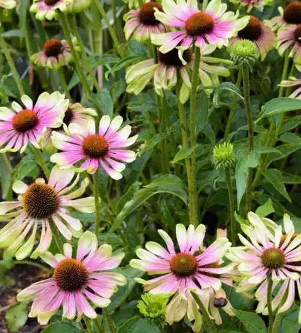 Echinacea purpurea ‘Green Twister’