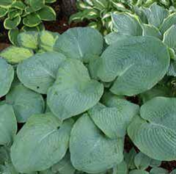 Hosta sieb. Elegans