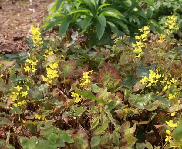 Epimedium perralchicum ‘Frohnleiten’