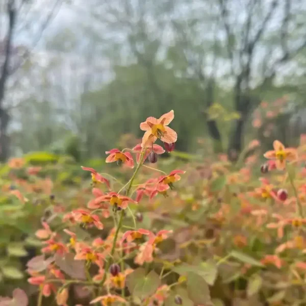 Epimedium pubigerum ‘Orangekönigin’