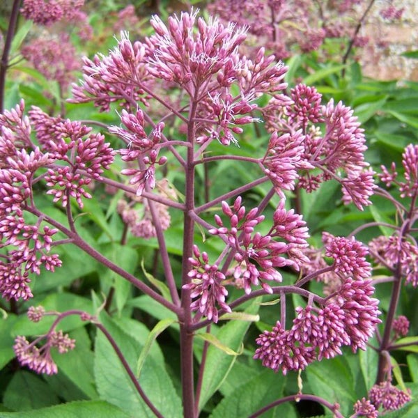 Eupatorium maculatum Atropurpureum