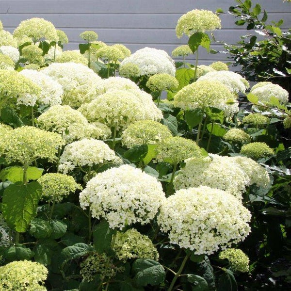 Hydrangea arborescens 'Annabelle' C2