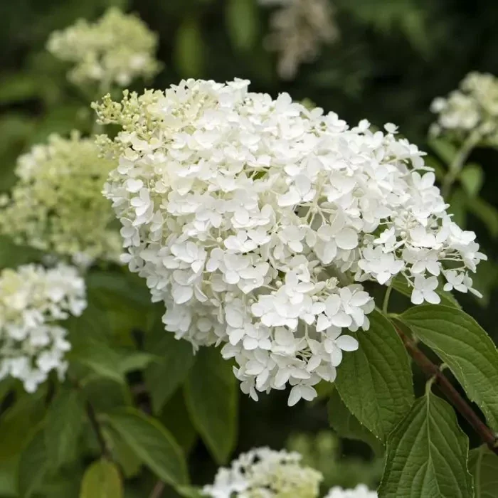 Hydrangea paniculata 'Little Lime' C2