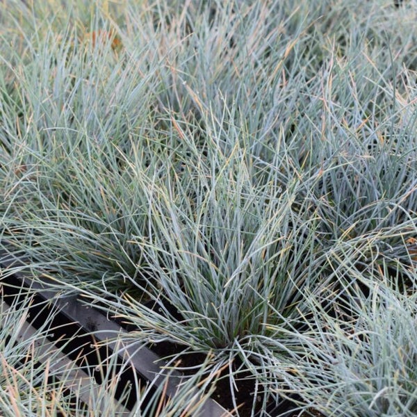 Festuca Glauca Elijah Blue