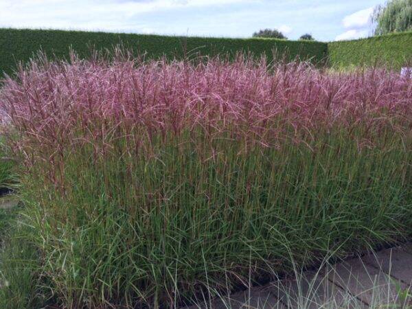 Miscanthus sinensis Ferner Osten
