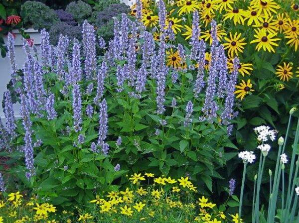 Agastache Blue Fortune  – Dropplant