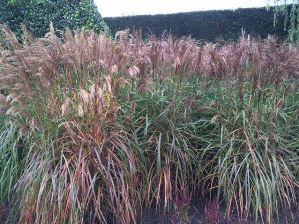 Miscanthus sinensis Malepartus