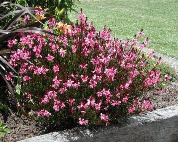 Gaura lindheimeri Siskiyou pink