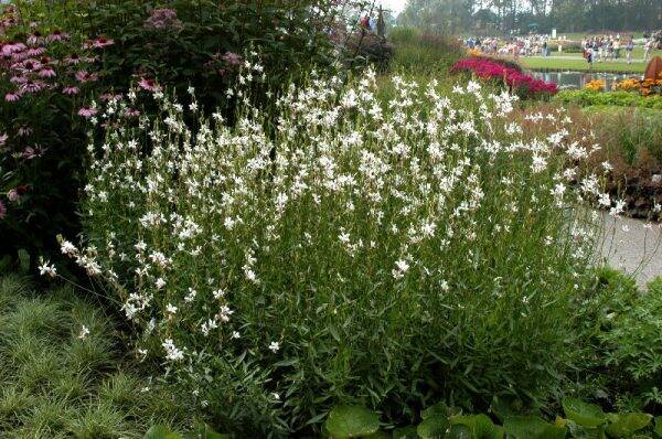 Gaura lindheimeri Whirling Butterflies