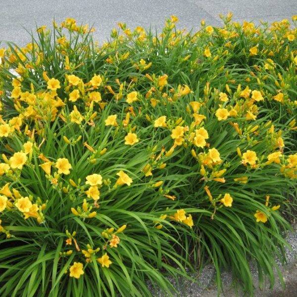 Hemerocallis Stella d’oro