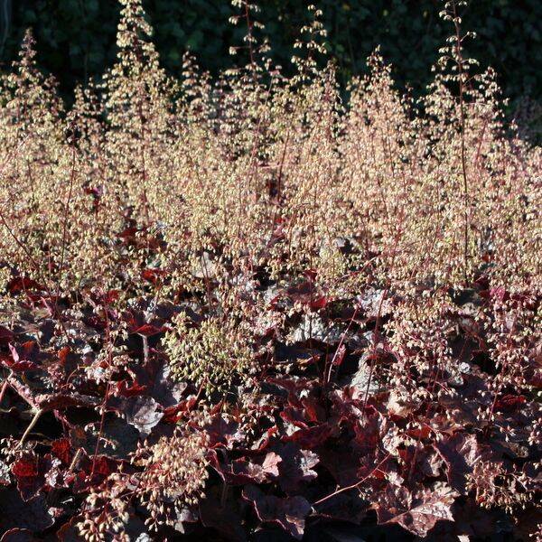 Heuchera mic. Palace Purple
