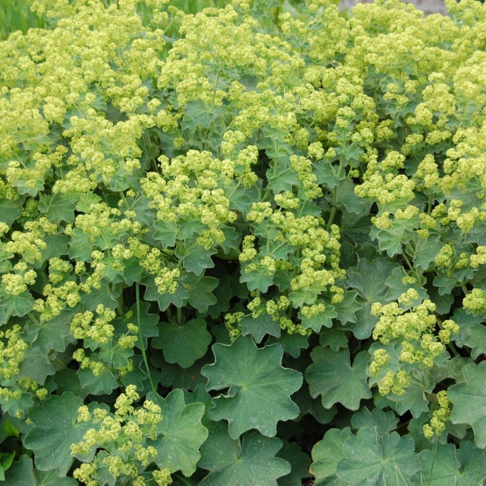 Alchemilla mollis – Vrouwenmantel