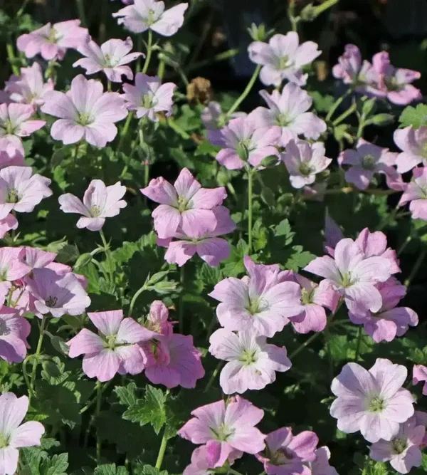 Geranium ‘Dreamland’