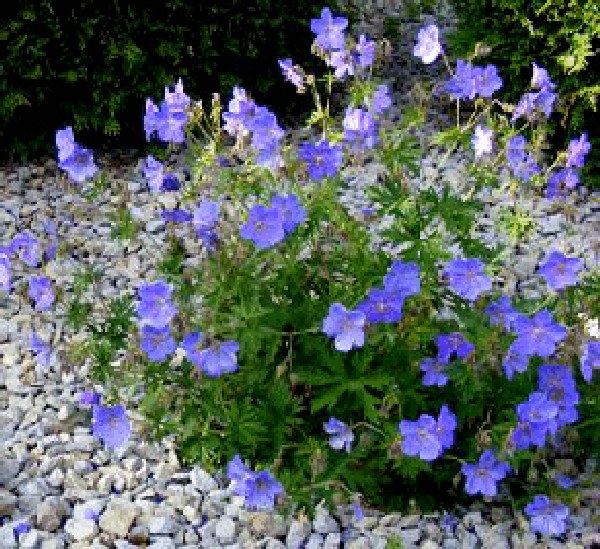 Geranium Johnson’s Blue