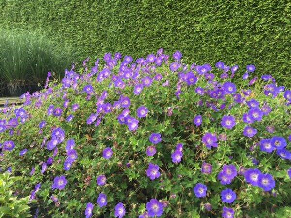 Geranium Rozanne