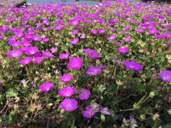 Geranium sang. Max Frei