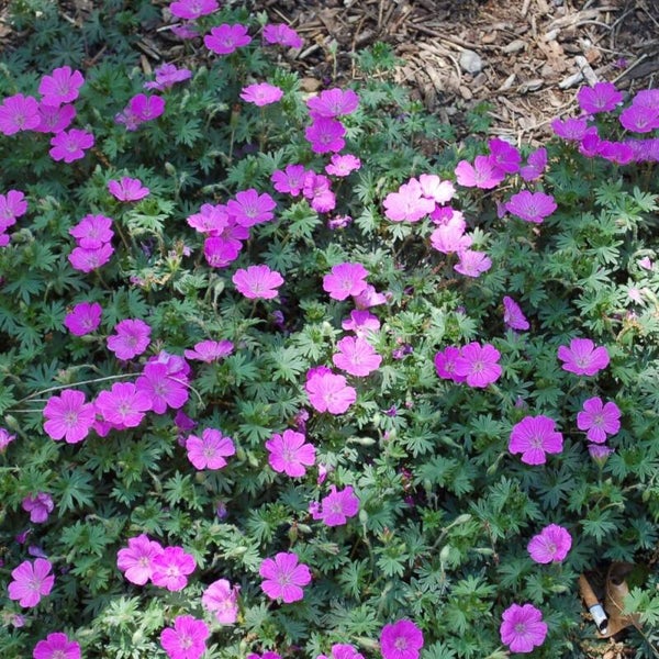 Geranium sanguineum