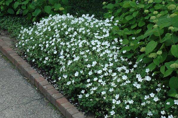 Geranium sang. Album