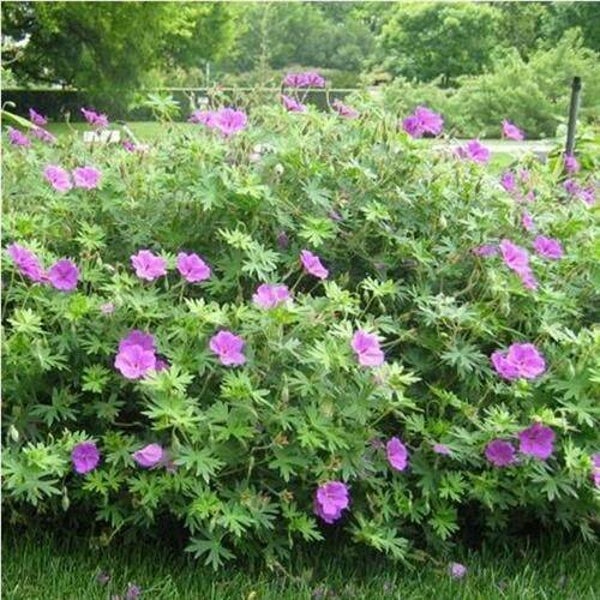 Geranium Tiny Monster