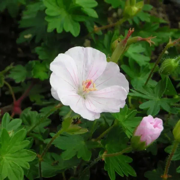 Geranium sanguineum ‘Apfelblüte’