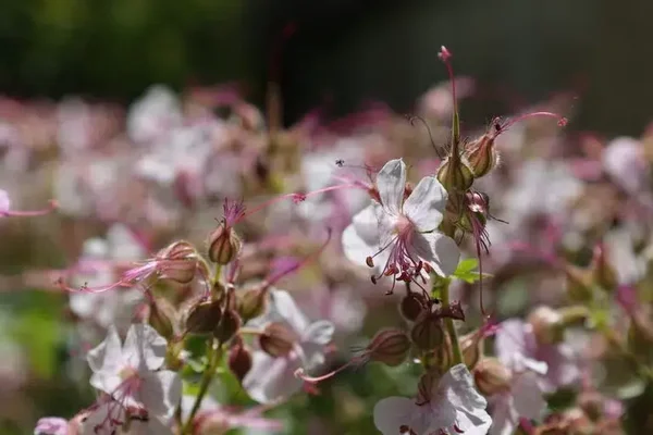 Geranium cantabrigiense ‘Biokovo’