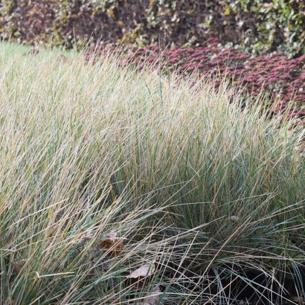 Helictotrichon Sempervirens