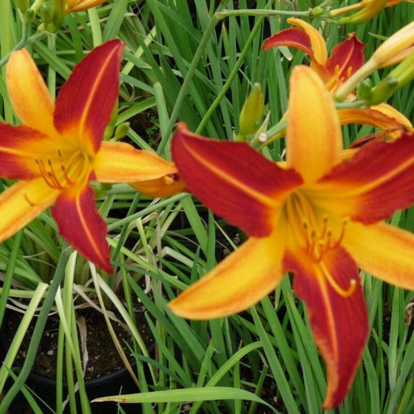 Hemerocallis Frans Hals