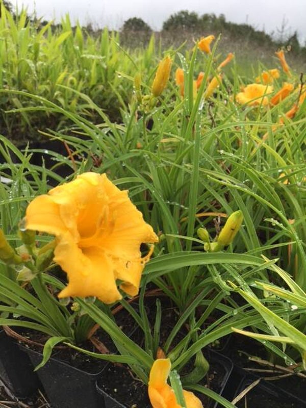 Hemerocallis Happy Returns