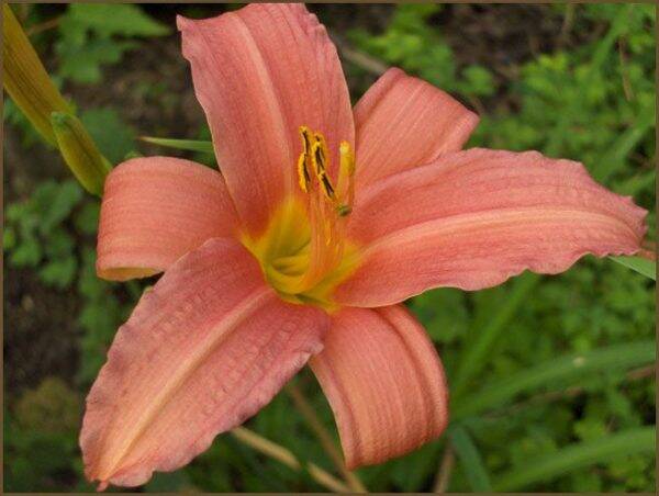 Hemerocallis Pink Damask