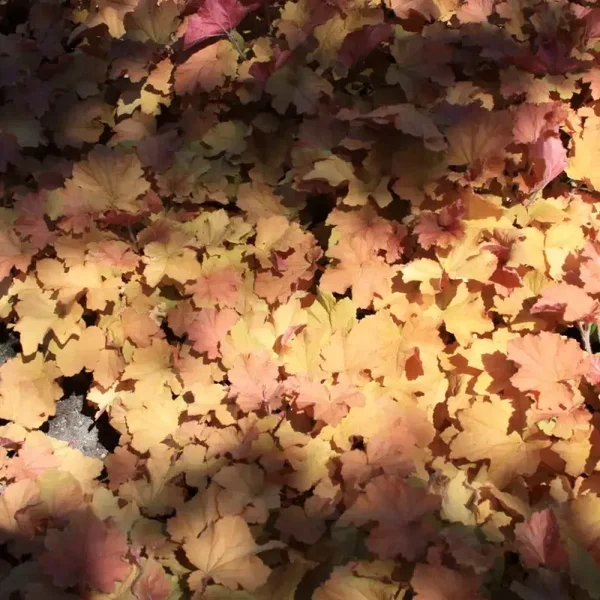 Heuchera ‘Caramel’