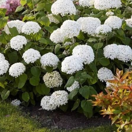 Hydrangea arborescens 'Annabelle strong' C3 30/40