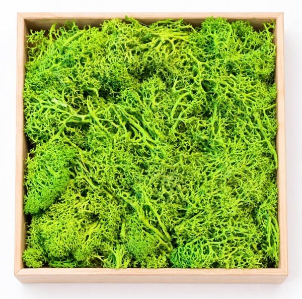 Decoratief mos