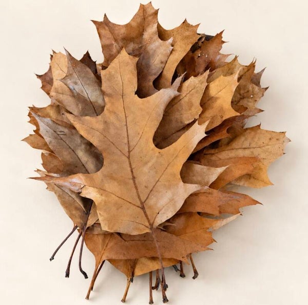 Gedroogde eikenbladeren – natuurlijk knutsel- en decoratiemateriaal – 15 stuks
