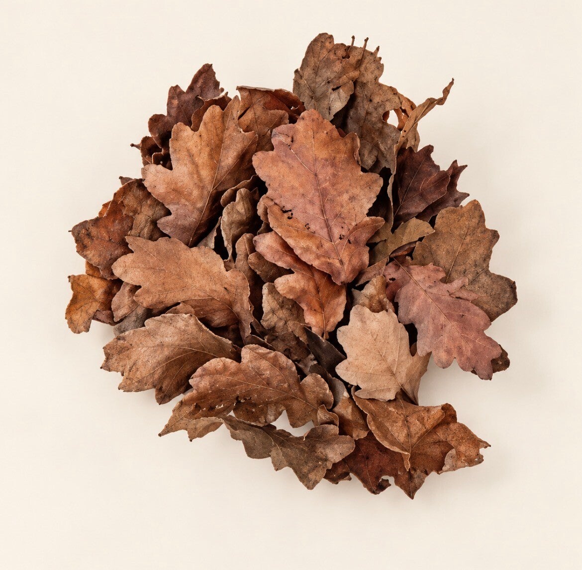 Gedroogd eikenblad – schoon circa 50st