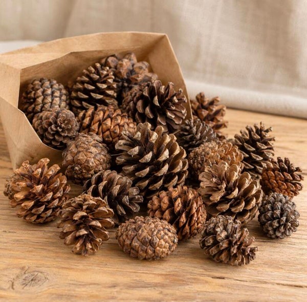 Dennenappels – ca. 7 cm.