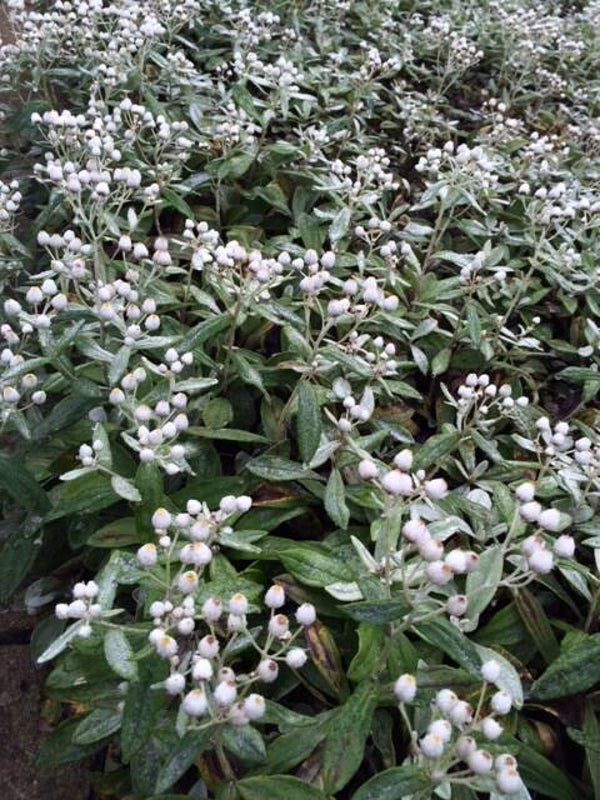 Anaphalis triplinervis  – Siberische edelweiss