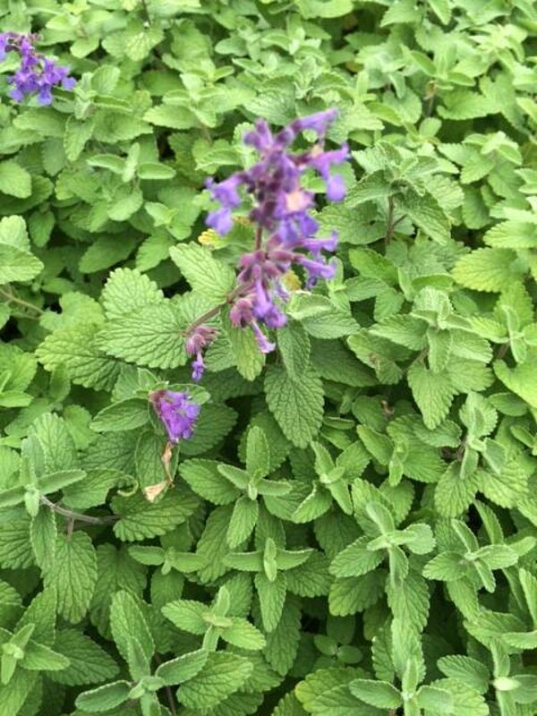 Nepeta faassenii