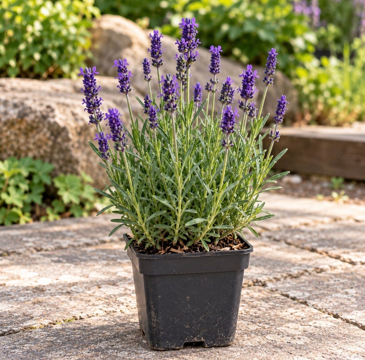 Lavandula angustifolia ‘Hidcote’.