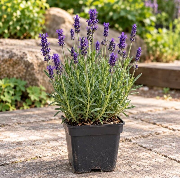 Lavandula angustifolia ‘Hidcote’.