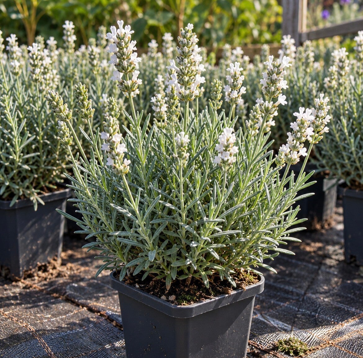 Lavendula ang. 'Arctic Snow'
