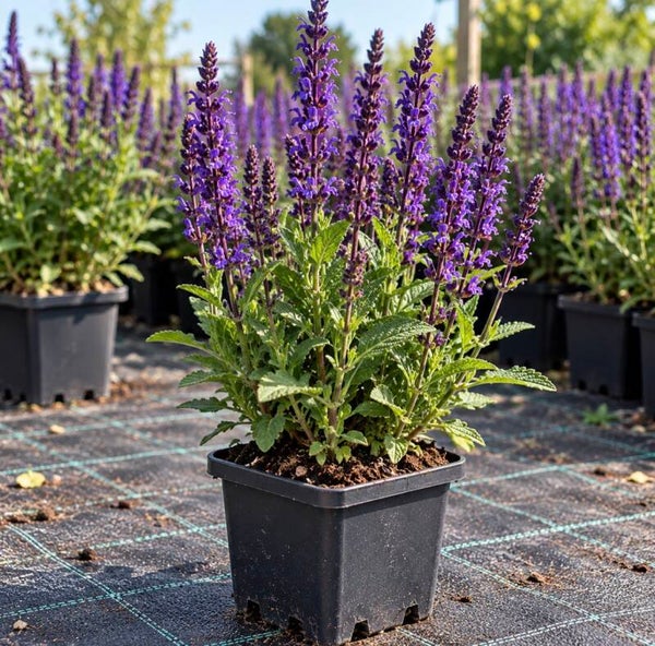 Salvia ‘Caradonna’