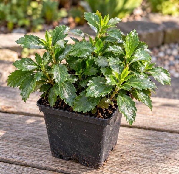 Pachysandra terminalis