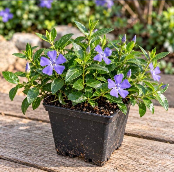 Vinca minor