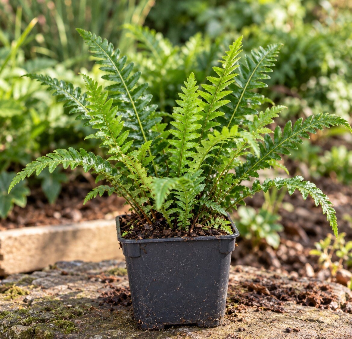 Blechnum Spicant