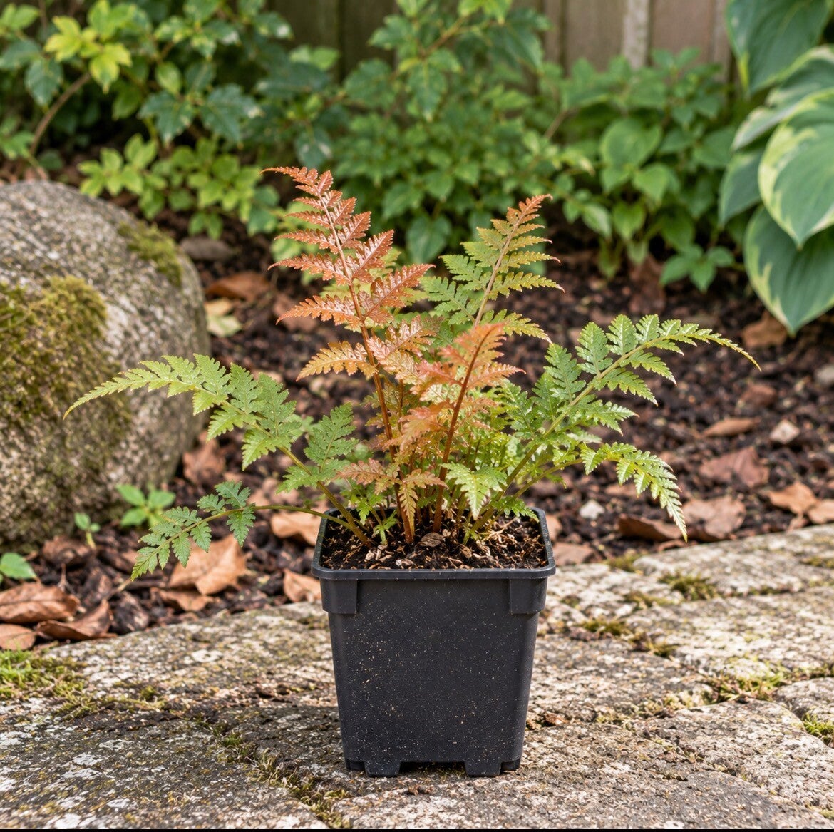 Dryopteris Erythrosora