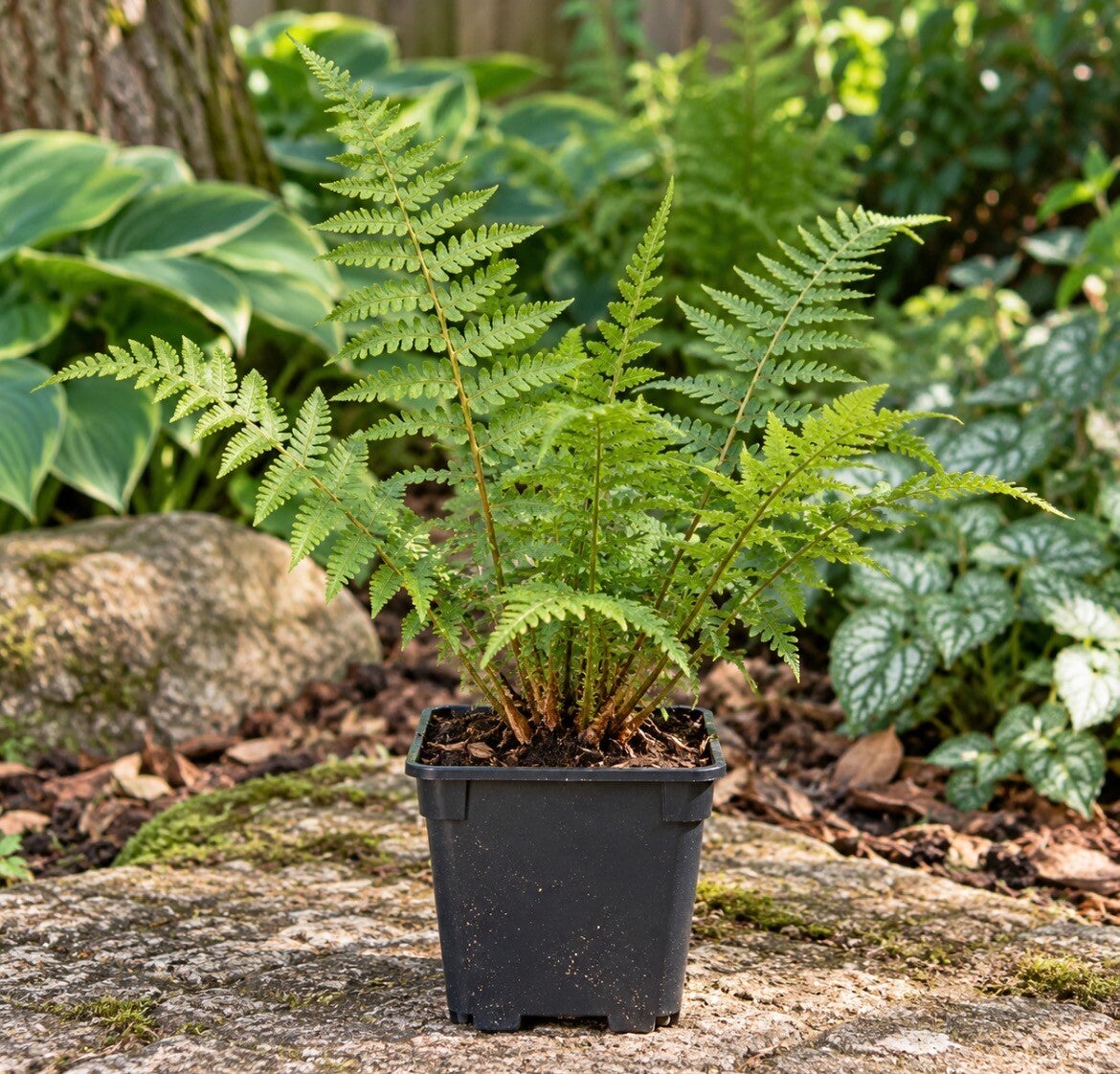 Dryopteris Filix-Mas