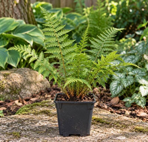 Dryopteris Filix-Mas